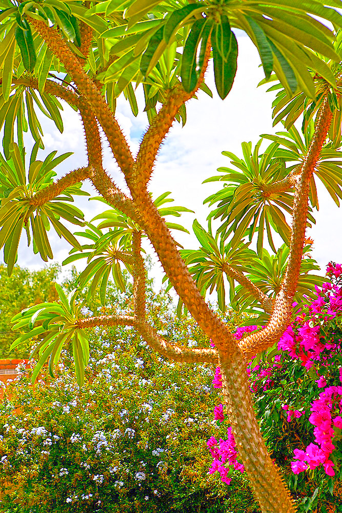 San Rafael Casa Oasis Árbol Altísimo Madagascar