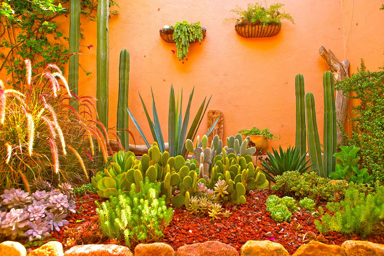 Cacti/succulent garden section