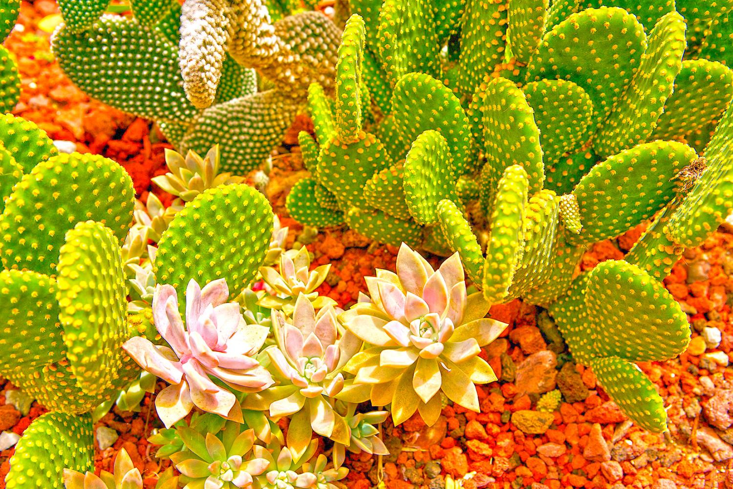 San Rafael Casa Oasis Succulent Varieties