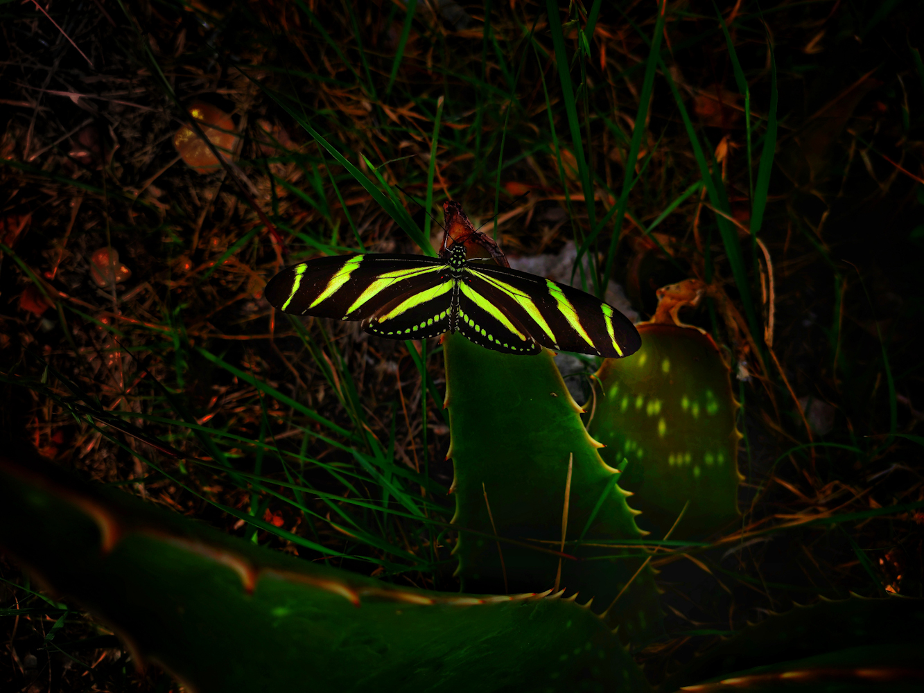 The Messenger: Flying past me, her bold stripes hooked me like a fish! Chasing her, and hoping she would land... I was excited!