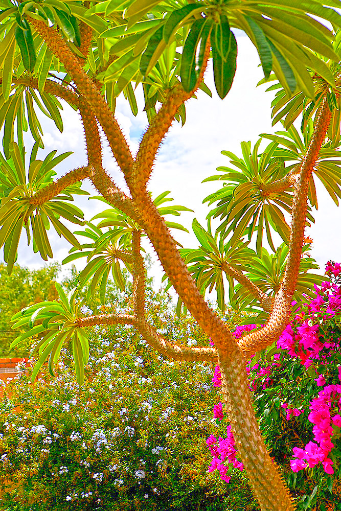 San Rafael Casa Oasis Soaring Madagascar tree